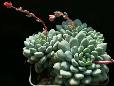 Rare Succulent Echeveria Amoena 12cm live plant with roots