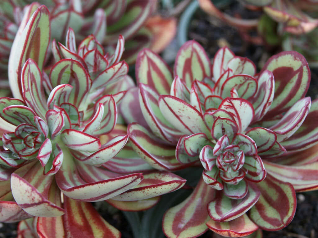 Rare Succulent Painted Echeveria nodulosa 12cm live Plant with roots