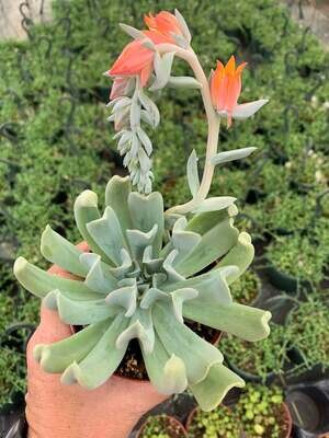 Rare Succulent Echeveria runyonii &#39;Topsy Turvey&#39; 10cm live Plant with Roots