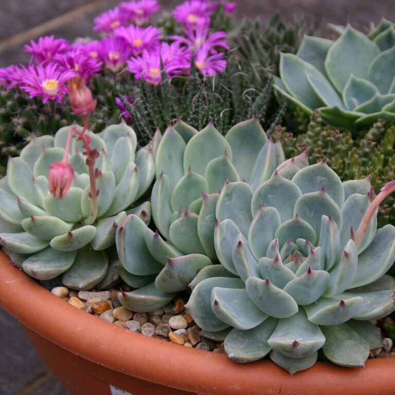 Rare Succulent Echeveria chihuahuensis 10cm live Plant with roots