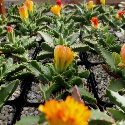 Rare Succulents Pebbled Tiger jaws (Faucaria Tuberculosa) 8cm live plant