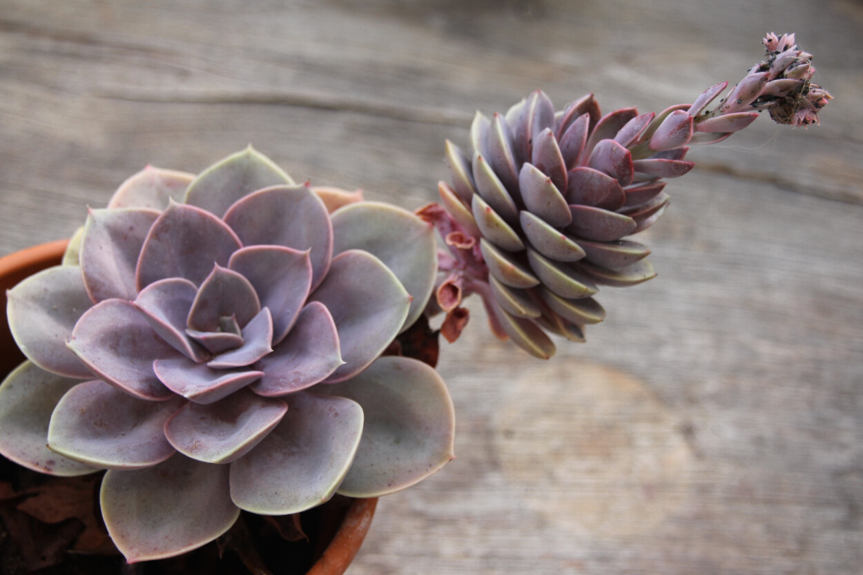 Rare Succulent Echeveria &#39;Duchess of Nuremberg&#39; 12cm live plant with roots