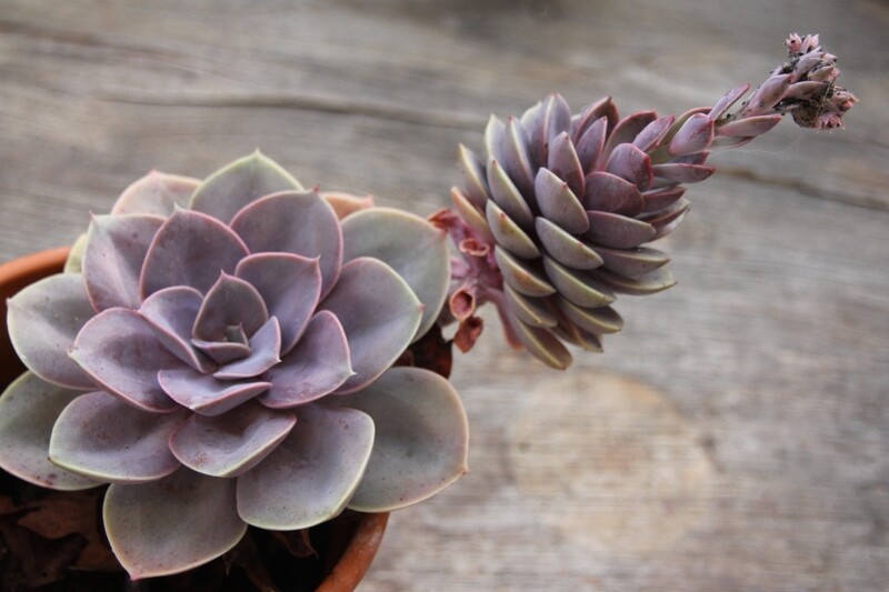 Rare Succulent Echeveria &#39;Duchess of Nuremberg&#39; 12cm live plant with roots