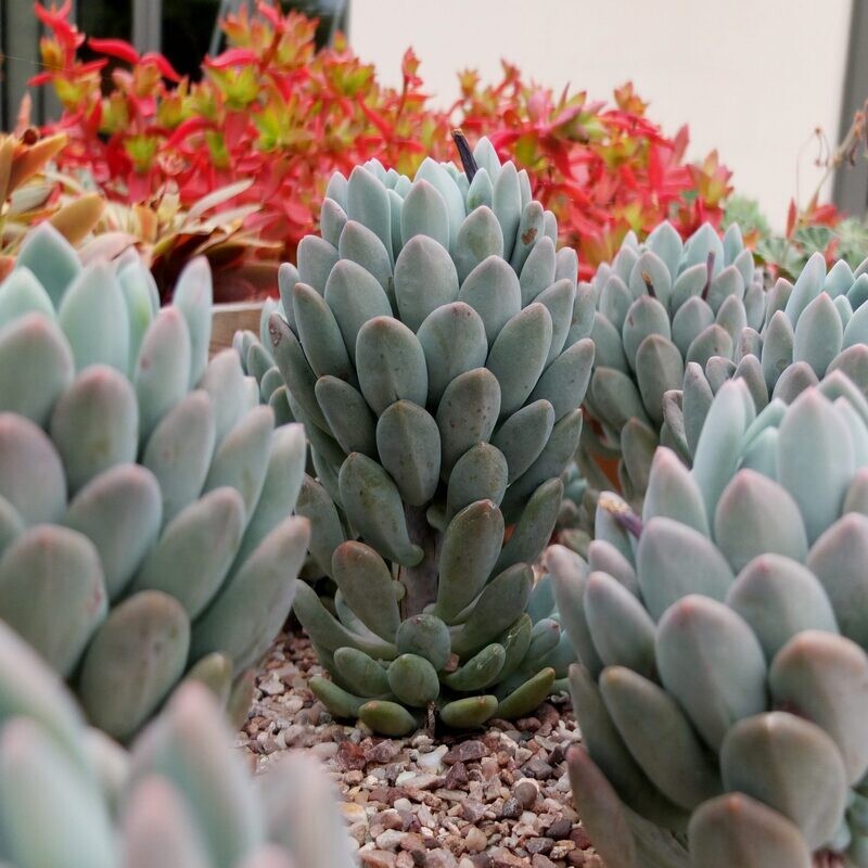 Rare Succulents Echeveria cana 7cm live Plant with roots
