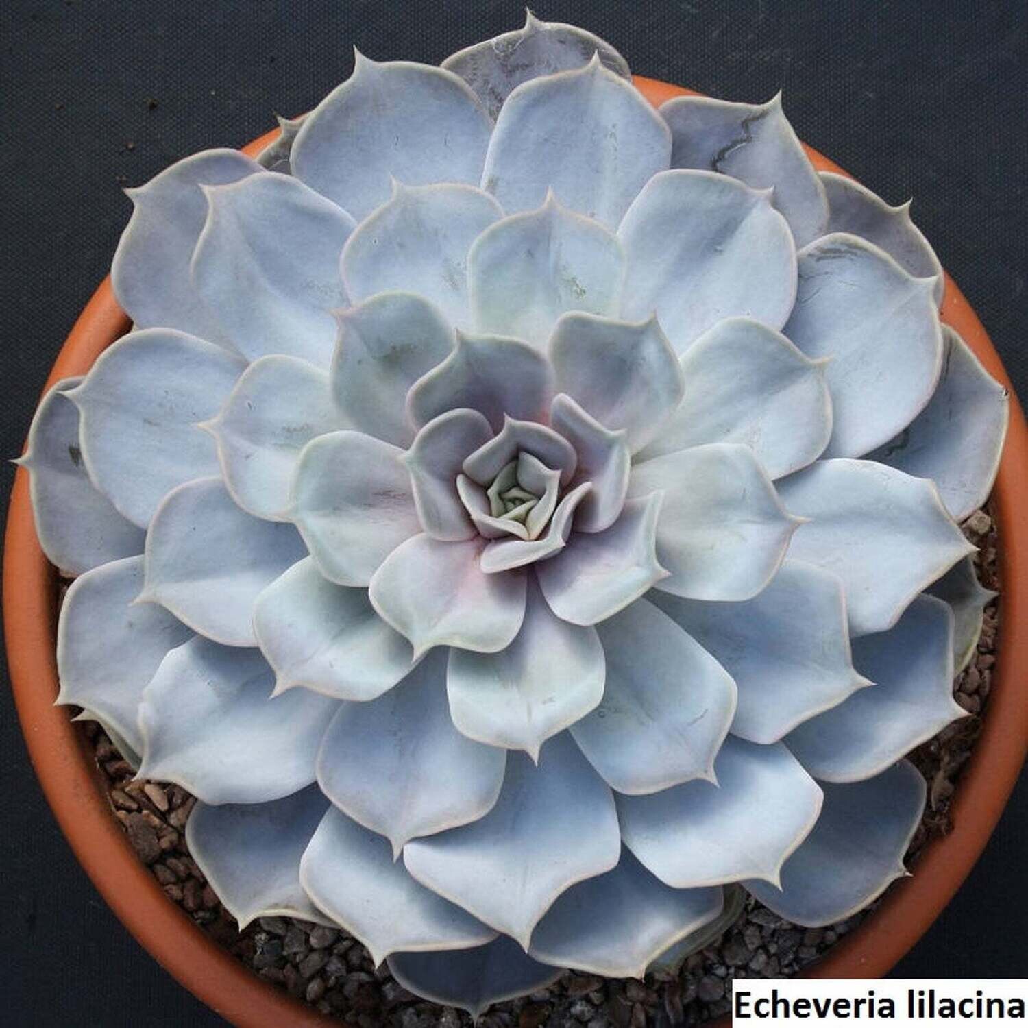 Rare Succulent Ghost Echeveria lilacina 12cm live Plant with roots