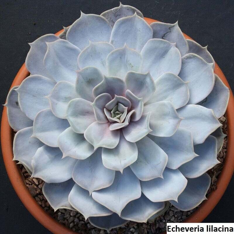 Rare Succulent Ghost Echeveria lilacina 12cm live Plant with roots