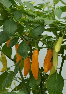 Massive Heirloom &quot;Madre Vieja&quot; Chilli Pepper Plant - Min 70cm tall