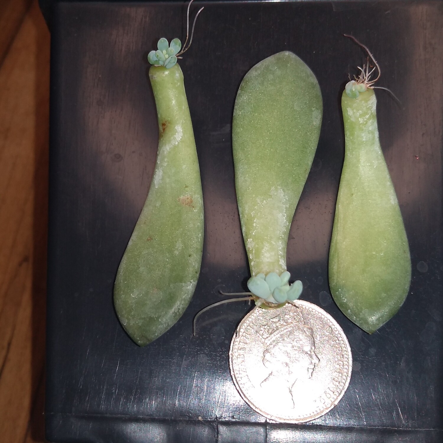 3x Rare Succulents Echeveria cana Rooted Cuttings