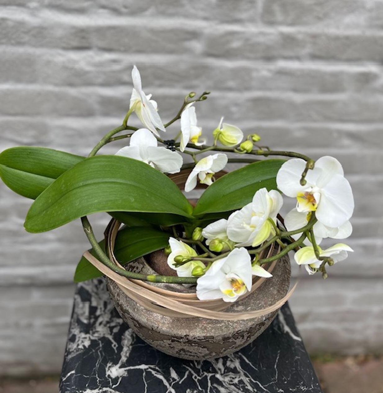 Orchidee Twister Wit + pot