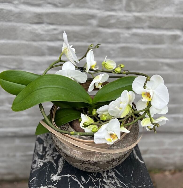 Orchidee Twister Wit + pot