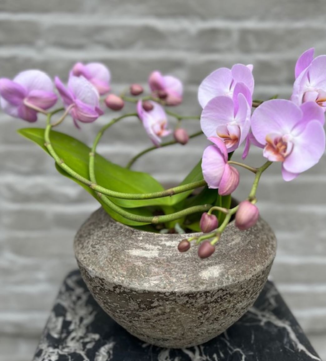 Orchidee Twister Roze + pot