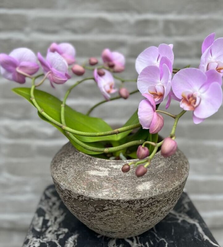 Orchidee Twister Roze + pot