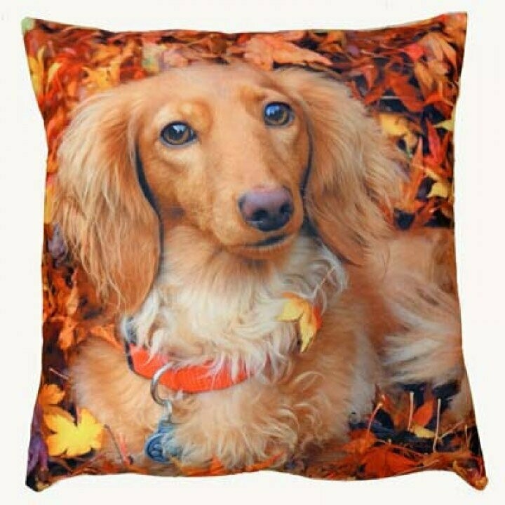 Kissen „Hundeblick“