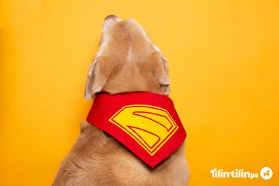 SUPER bandana reversible Superman