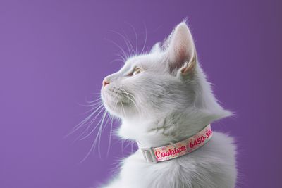Gatos
