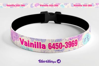 Gato Vainilla Gato Vainilla