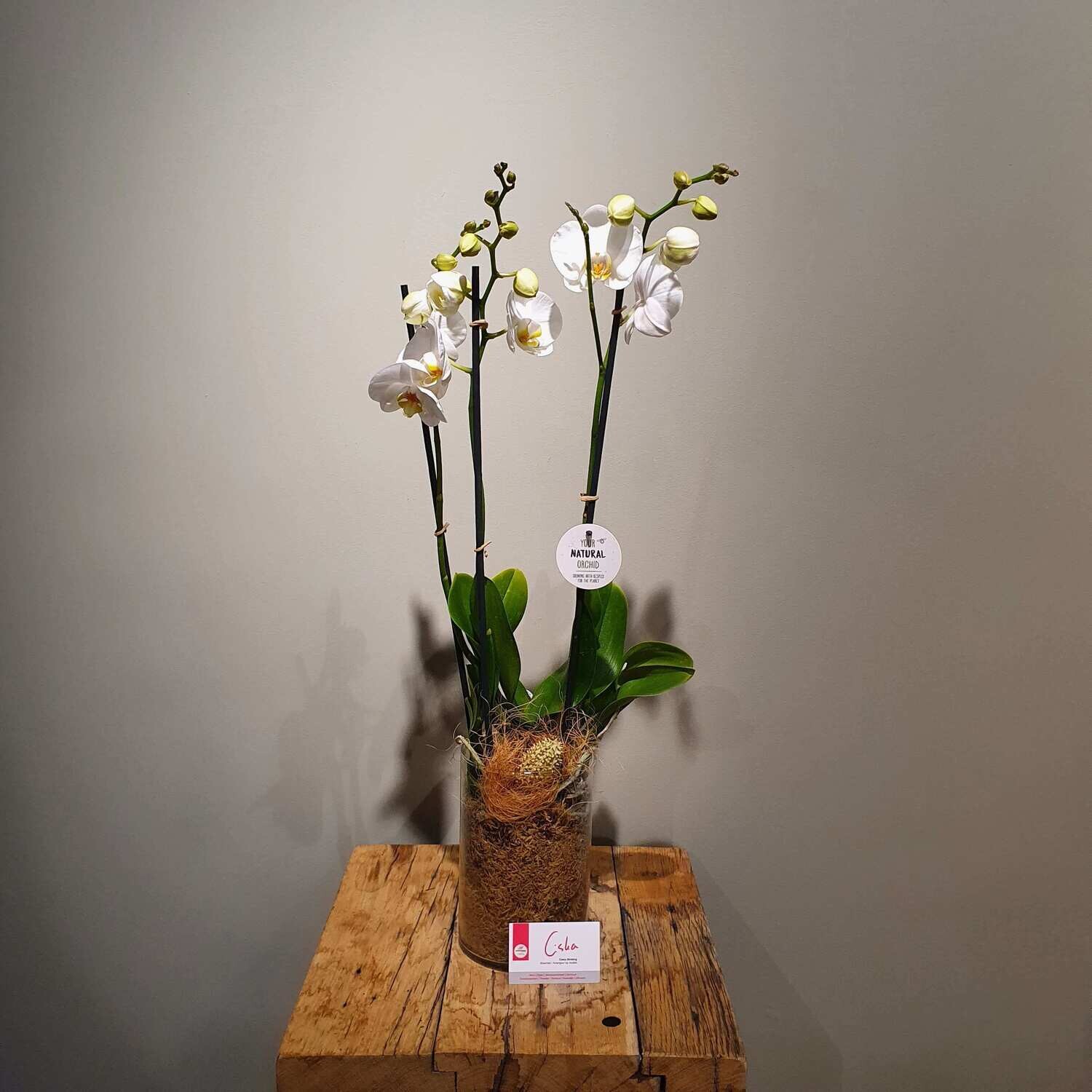 Orchidee in glas