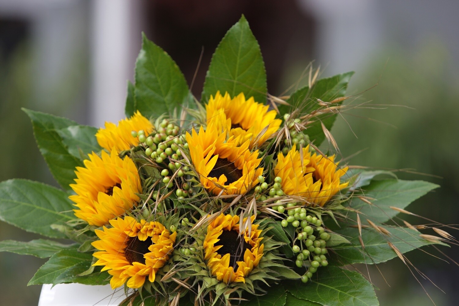 Sunny sunflower