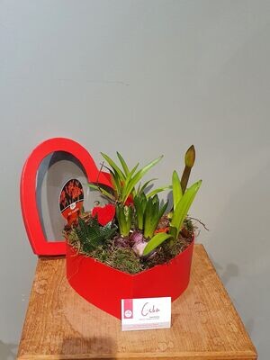Valentijns box met voorjaarsbollen L