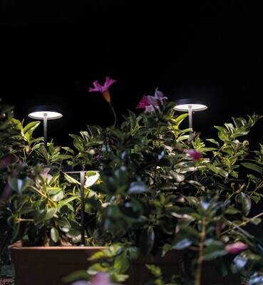 Linea Light Collection Pistillo Outdoor Wegleuchte