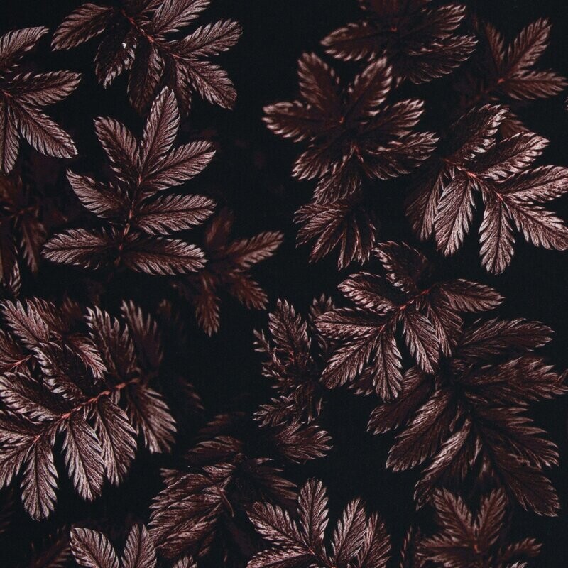 Dark Leaves
