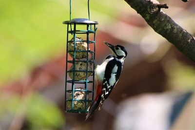 Bio-Vogelfutter