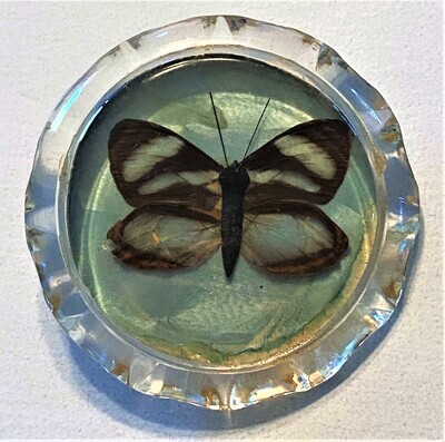 AN EXTRA LARGE LUCITE HABITAT BUTTON