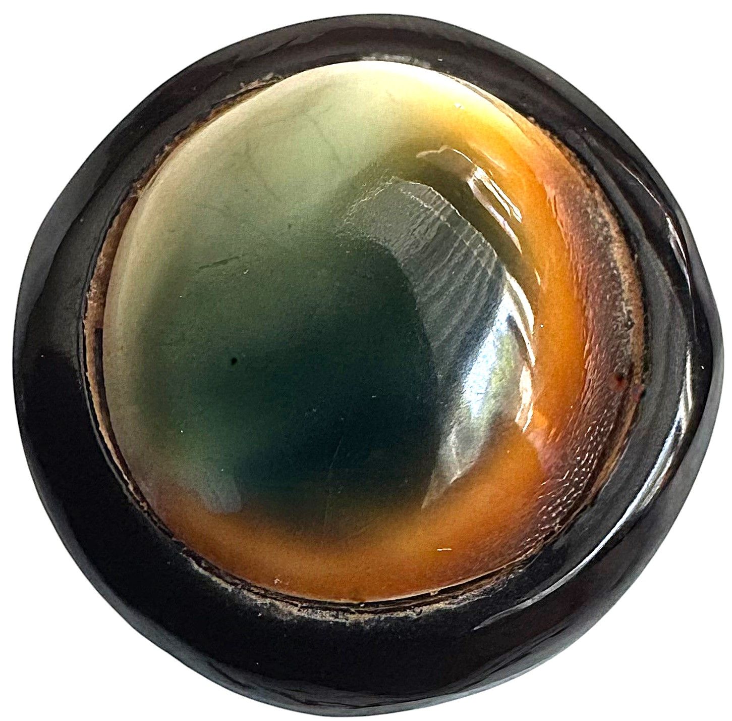 An operculum shell set in a thick tortoise shell mounting!