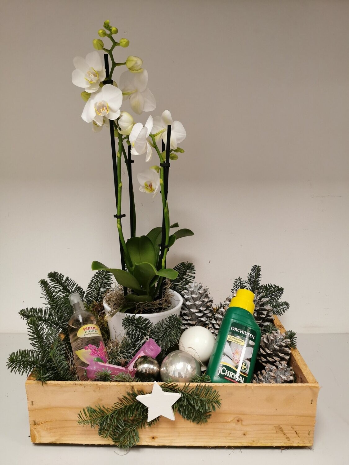 Weihnachtskiste Orchideen Weihnachtskiste Orchideen