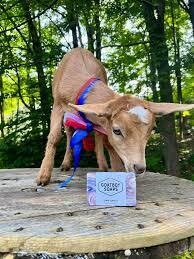 Goat Boy Bar Soap