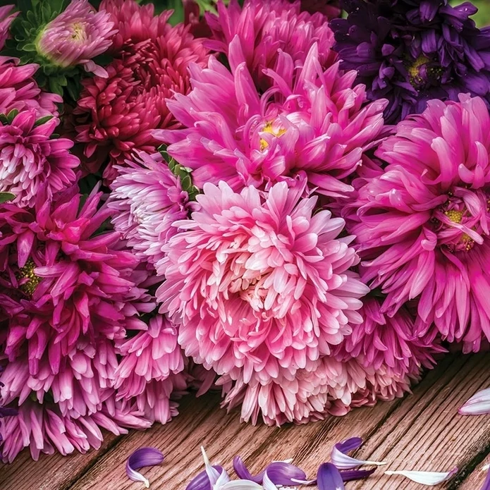 Aster Crego-Mixed Colors-Seeds