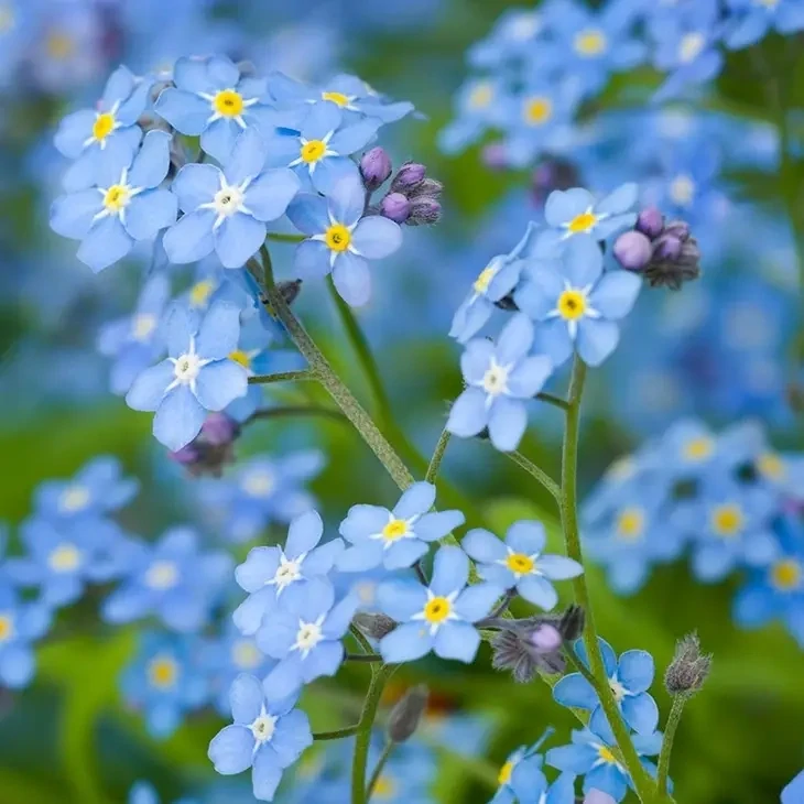 Forget Me Not Seeds