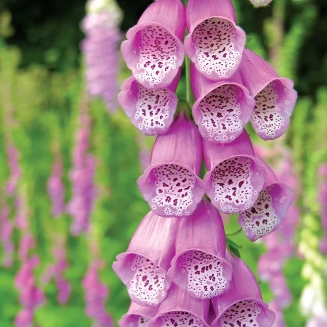 Foxglove Seeds
