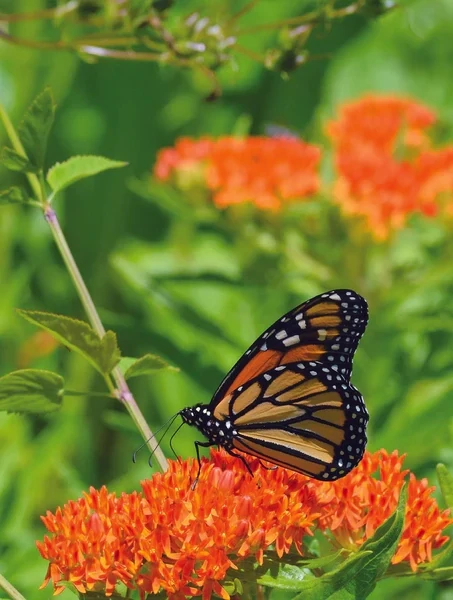 Butterfly Feed-Milkweed Mix Seeds
