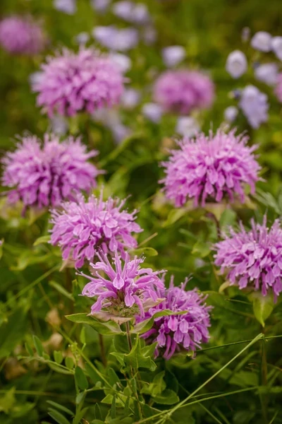 Bee Balm Seeds