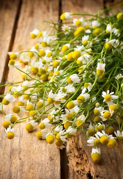 Chamomile Seeds