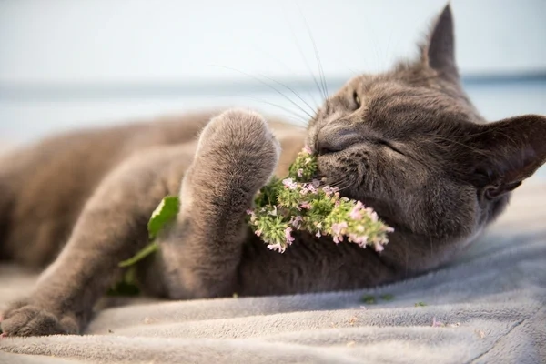 Catnip Seeds