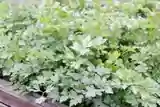 Cilantro Seeds