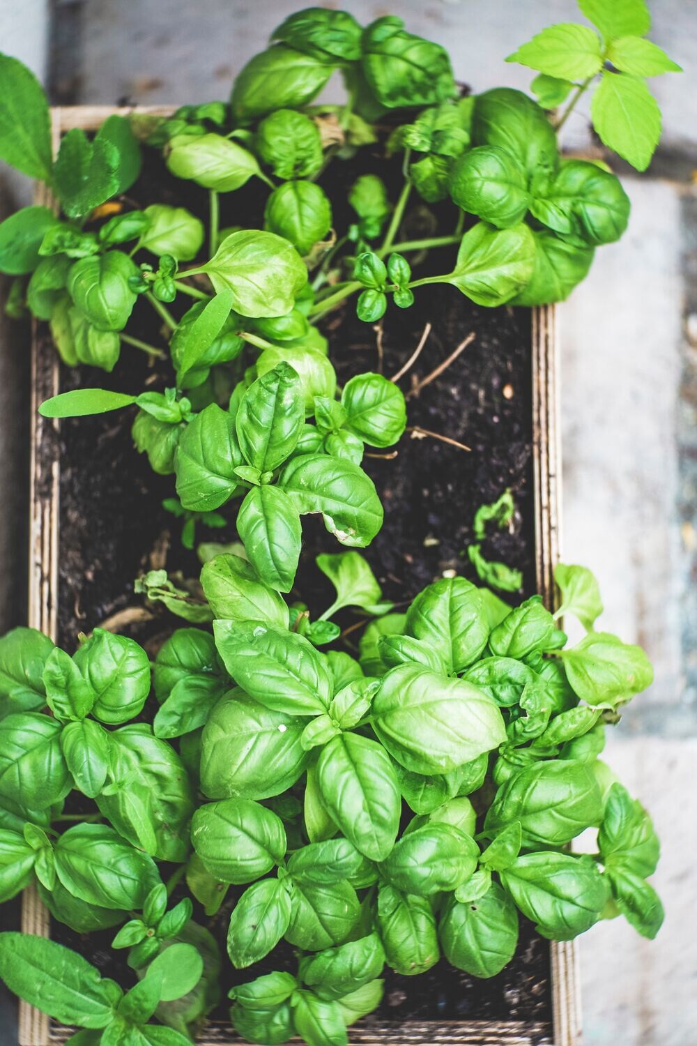 Sweet Basil Seeds