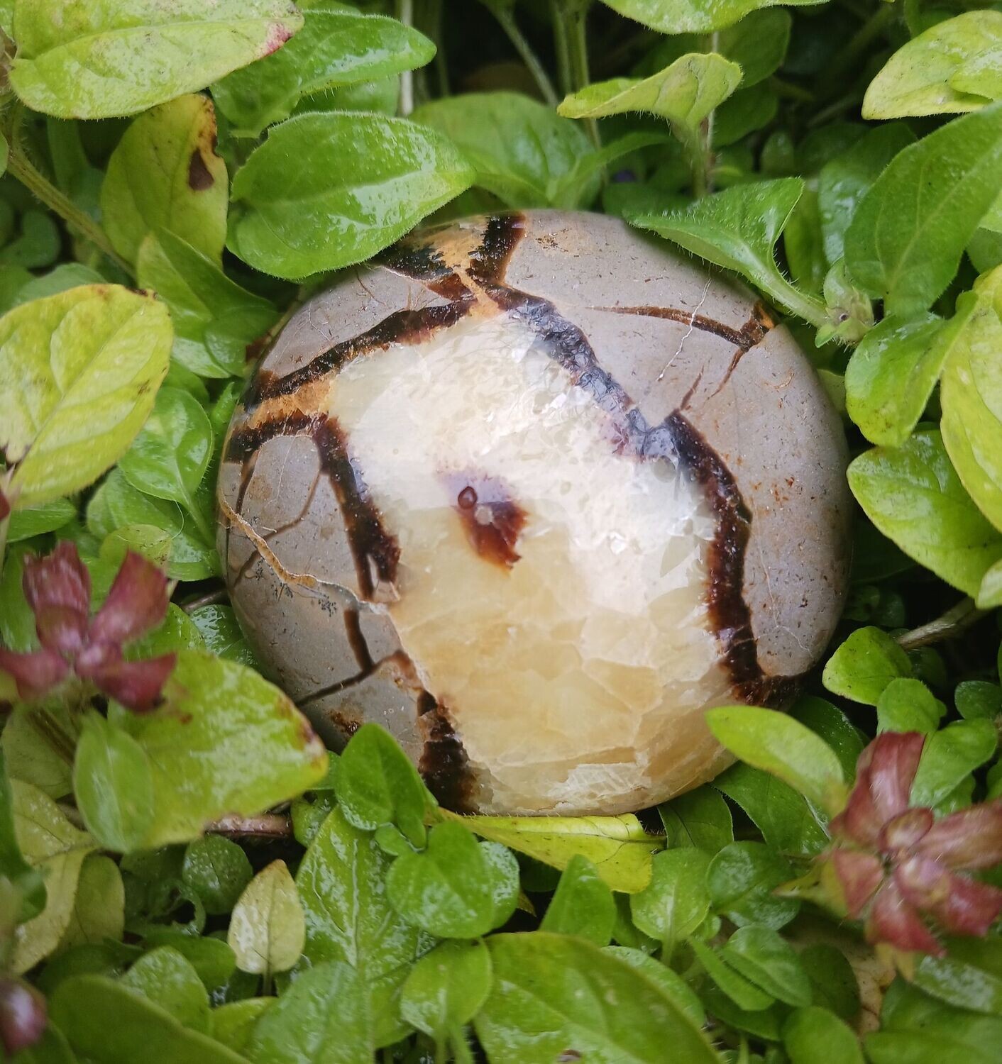 Septarian 'cushion' (Only 1 available)