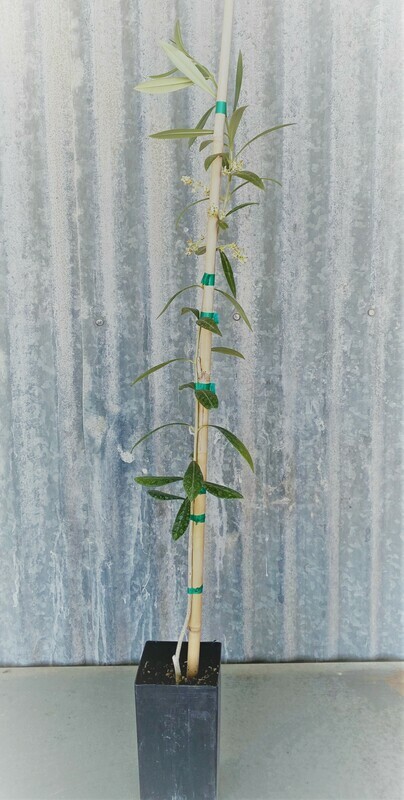 Olive Trees Perfect For Your Garden  (4 Inch nursery pot)