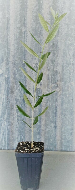 Olive Trees Perfect For Your Garden  (3 Inch nursery pot)