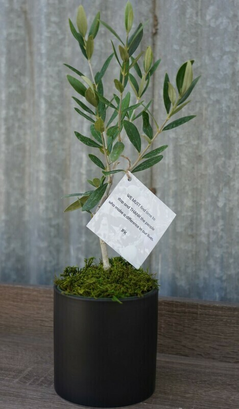 The Gift Of An Olive Tree- The Sleek Olive