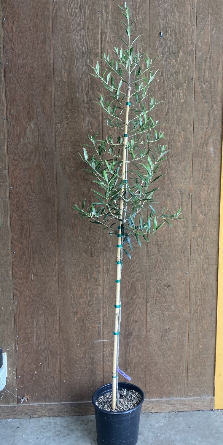 2 gallon Olive Trees