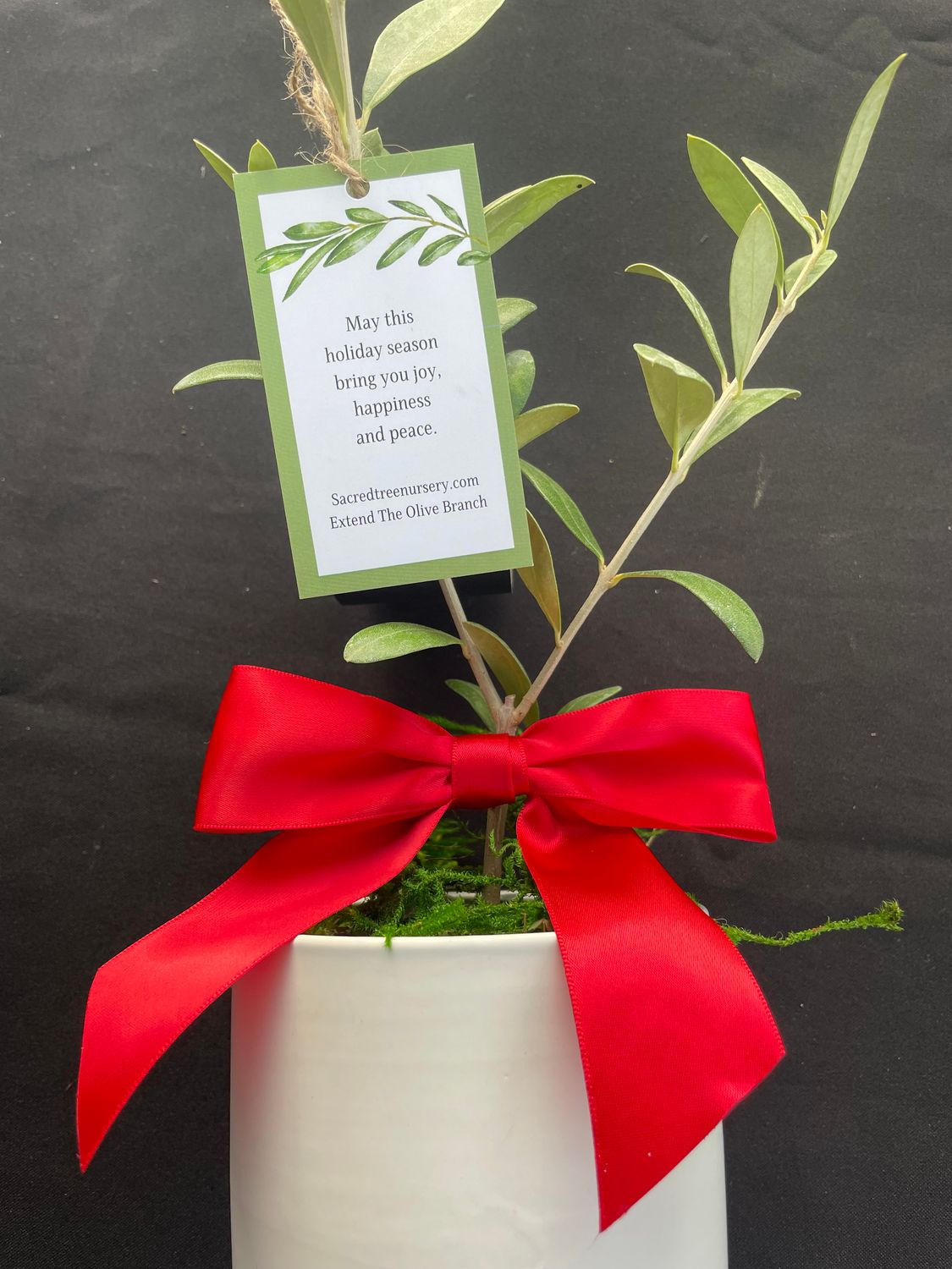 The Gift Of An Olive Tree- The Modern Olive