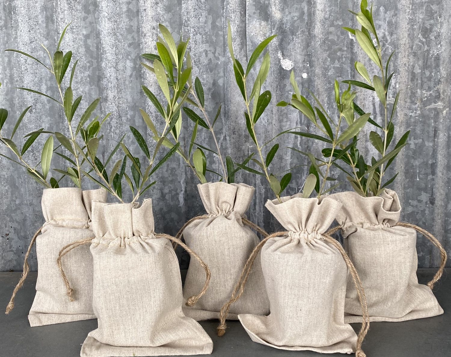 BULK Farmhouse Olive Trees- Quantity 20