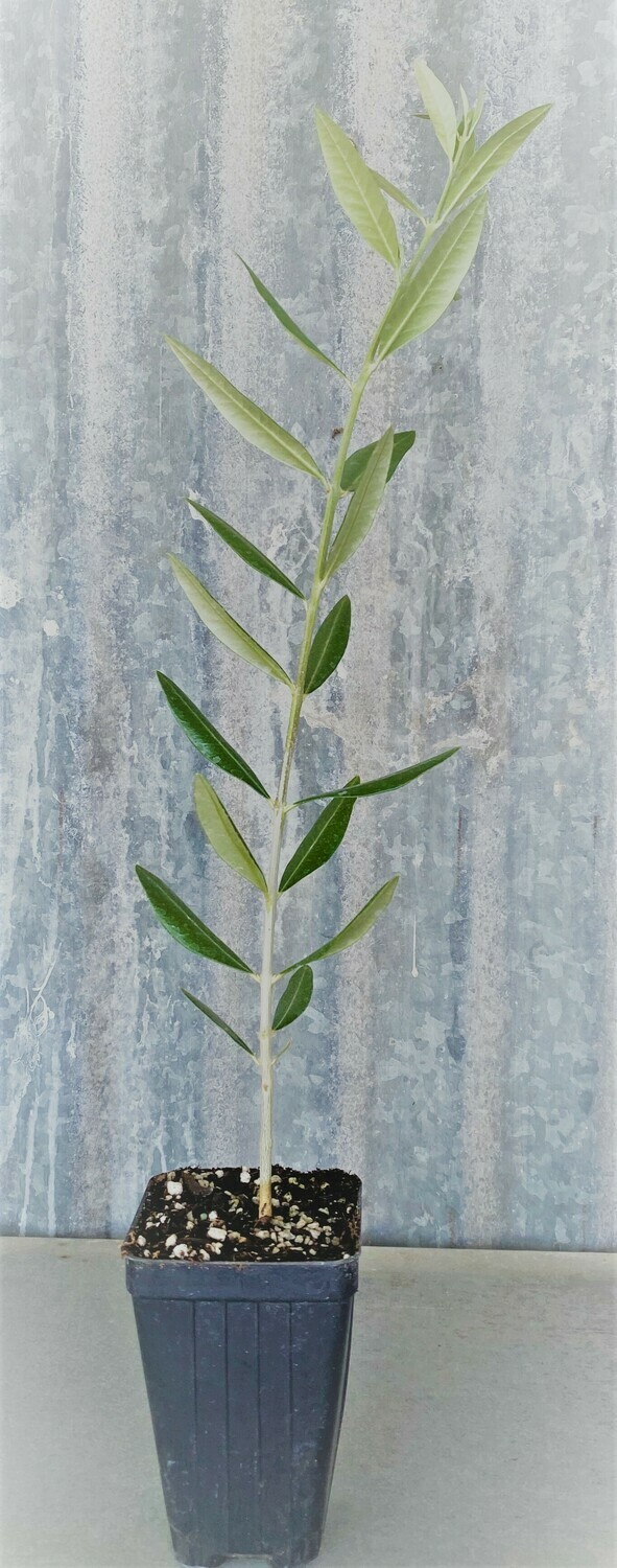 Olive Trees Perfect For Your Garden  (3 Inch nursery pot)