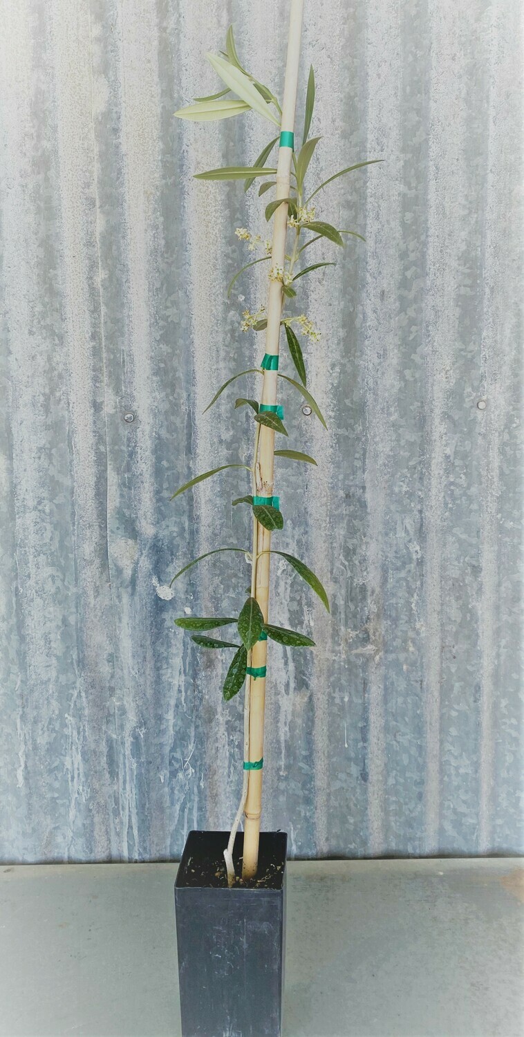 Olive Trees Perfect For Your Garden  (4 Inch nursery pot)