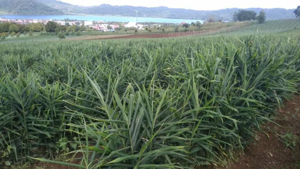 Fresh Premium Red Ginger