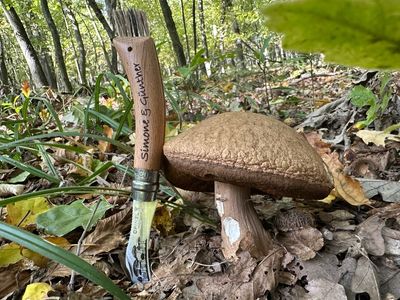 Messer für ambitionierte Schwammerljäger, Schwammerlmesser, Pilzmesser, Pilzjäger